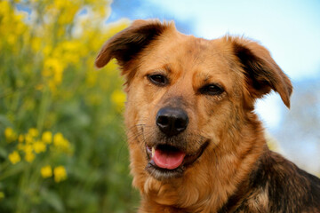 Wall Mural - beautiful head portrait from a mixed shepherd dog in the rape seed field