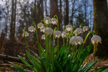 Wall Mural - Leucojum vernum (spring snowflake) in spring forest, Czech republic, Europe