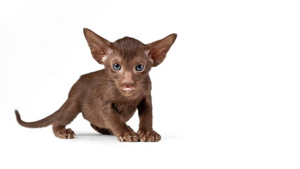 Funny kitten of oriental cat breed with big ears of solid chocolate brown color isolated on white background. Copy space.