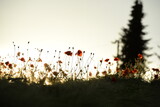 Fototapeta  - Getreidefeld mit unzähligen roten Klatschmohnblüten