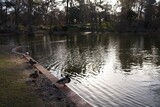 Fototapeta Kuchnia - Ducks lake in the crystal palace in Madrid