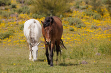 2 Horses Walking In The Meadow Of Poppy Wildflowers