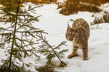 Wall Mural - adult male Eurasian lynx (Lynx lynx) in the snow