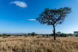 Fototapeta Sawanna - Savannah landscape in Serengeti National Park
