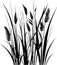 Image Of A Silhouette Reed Or Bulrush On A White Background.Monochrome Image Of A Plant On The Shore Near A Pond.