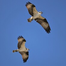 Two Osprey Competing For Fish 