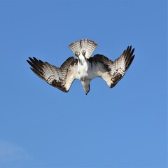 Sticker - Osprey Hunting Lake Apopka Wildlife Drive