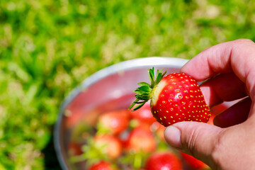 Wall Mural - Washing strawberries in water after they have been harvested in the garden