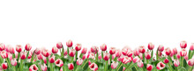 Pink Tulips Border Banner Isolated Cutout On Transparent