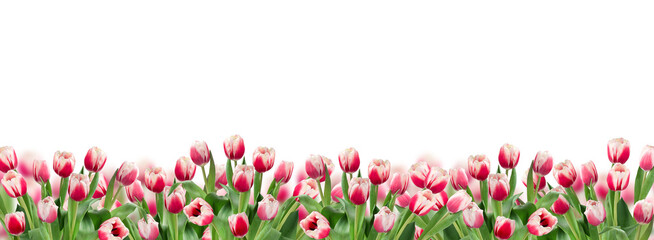 Pink tulips border banner isolated cutout on transparent