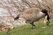 Canada Goose Parent with Goslings