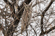 Perched Great Horned Owl