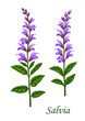 Salvia or sage herb with green leaves and flowers, food ingredient of herbal medicines, tea or spices. Blooming salvia plant vector branch with purple flowers, cartoon medicinal or kitchen herb