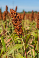 Poster - Sorghum or Millet agent blue sky