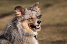 Portrait Of A Blue Merle Australian Shepherd Dog Mixed With A Pomeranian 