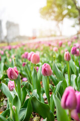 rose red tulips blooming in spring