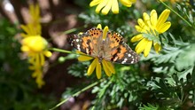 Painted Lady Butterfly With Large Wing Span Probes Yellow Flower Blossom For Nectar