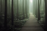 Fototapeta Natura - A walkway in the forest