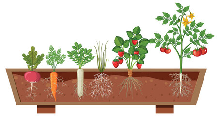 Wall Mural - Set of different plant roots growing in soil