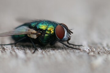 Wall Mural - Closeup on a common green bottle fly, Lucilia sericata, sitting on wood in the garden