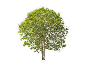 Wall Mural - green tree isolated on transparent background with clipping path, single tree with clipping path and