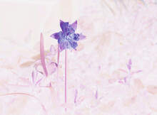 Negative View Of A Daffodil In A Meadow, Pink And Purple Coloring