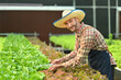 © Prathankarnpap - Smiling male farmer checking quality of organic vegetable in greenhouse. Hydroponic plant and healthy organic food concept