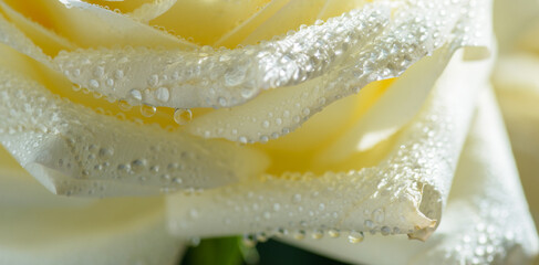 Wall Mural - Yellow rose with water drops as natural background. Macro shot with shallow depth of field.