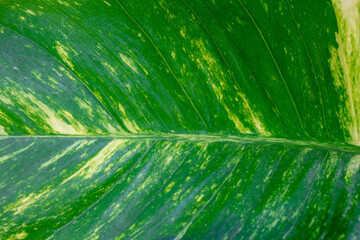 Wall Mural - Selective focus of spotted green and yellow leaves in the garden, Epipremnum aureum is a species in the arum family Araceae, Greenery pattern texture, Abstract nature background.