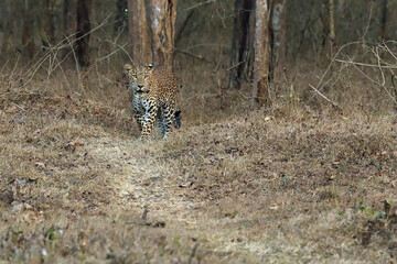 Canvas Print - The Indian leopard (Panthera pardus fusca), a large male in a tropical deciduous forest. A large leopard in a typical dry jungle environment.