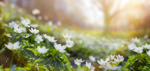 Aufkleber - Art Blooming White Spring Flowers And Spring Trees on Spring Forest Glade With a Sunny Day. Happy Easter Morning