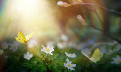 Aufkleber - Art Spring Forest Glade With White Spring Flowers And Yellow Butterflies on a Sunny Day. Happy Easter Morning