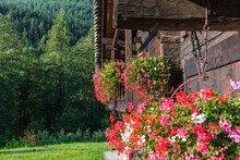 Flowers In Bloom. Traditional Mountain House In The Woods With Flowered Balcony, European Alps. Facade Of A Chalet Decorated With Red Geraniums. Selective Focus And Copy Space