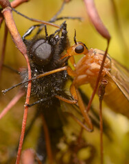 Wall Mural - Red dance fly, Empis, eating the black fly on moss