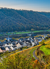 Wall Mural - Muden village houses and steep vineyards on the sunny side of the Moselle valley in Cochem-Zell district, Germany