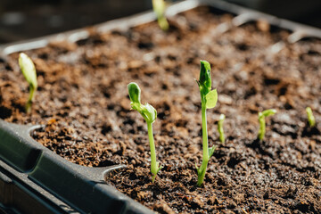 Young peas seedling stands in plastic pot. Plant in ground. Soil background. Copy space. Cultivation in greenhouse. Young sprout. Gardening hobby. Harvest growing. Closeup. Soft focus