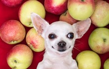 A Dog Of The Chihuahua Breed Lies On Its Back Among Ripe Apples.