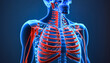 Human skeleton, circulatory system and bones concept, generative AI.