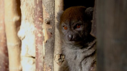 Wall Mural - alaotran gentle lemur looking in different directions