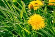 Yellow dandelions on green grass. Weed on the lawn. Natural background. Summer season. Bright juicy colors. Copy space. Nature medicinal herb. Garden care. Honey plant. Warm sunny weather. Close-up