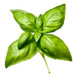 Fresh basil leaf. Isolated on transparent background. generative ai