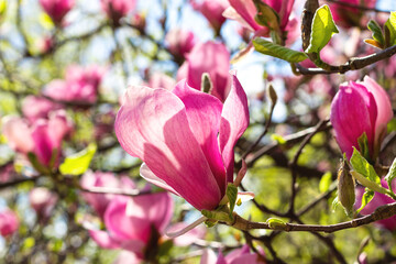 Wall Mural - Beautiful blooming pink magnolia flower tree on spring day. Flowering tree in garden