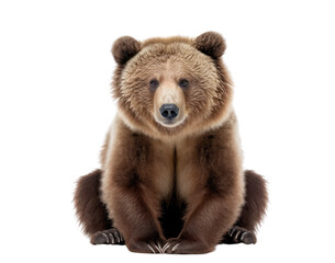 Wall Mural - Grizzly bear isolated on white, transparent background, PNG, generative ai	