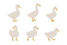 Domestic Fowl. Vector Contour Illustration Of Duck.