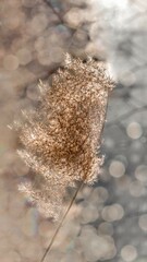Fototapete - Background of dry fluffy sprig of grass close-up with bokeh effect. Vertical frame.