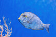 Underwater shot of fish Acanthurus mata
