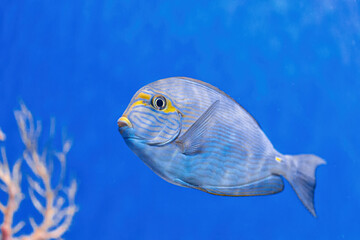 Canvas Print - Underwater shot of fish Acanthurus mata