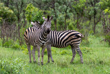Fototapeta Sawanna - Zebra in Kruger National Park

