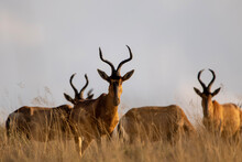 Red Hartebeest (Rooihartbees) In Ezemvelo Nature Reserve 