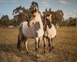 Fototapeta Konie - Closeup of white horses in a ranch covered in greenery on a sunny day in the countryside